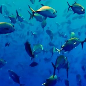 Meet your Posher, Ruth